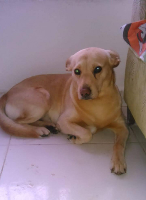 Mateo