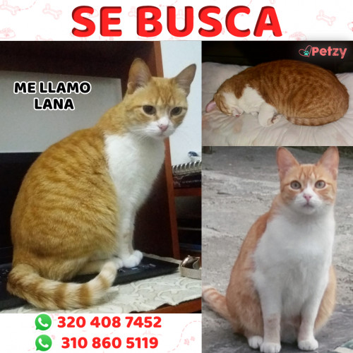 Foto de mascota Lana