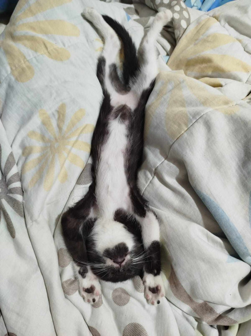 Chimuelo