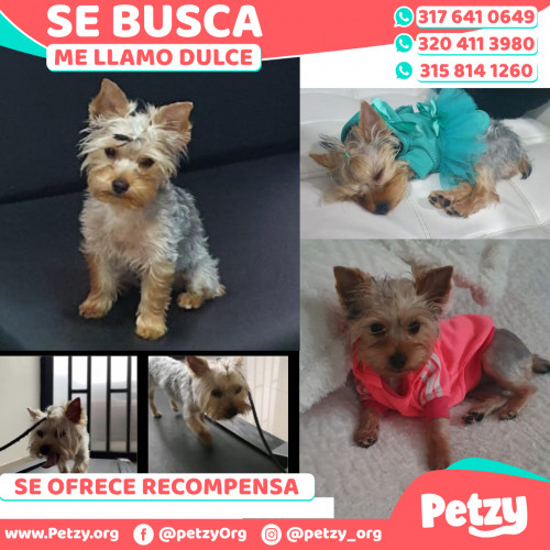 Foto de mascota Dulce