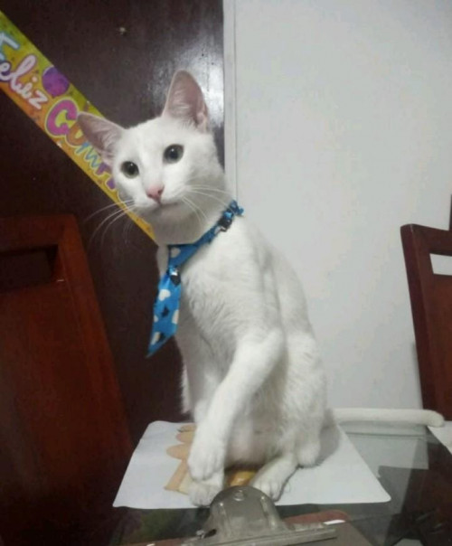 Copito