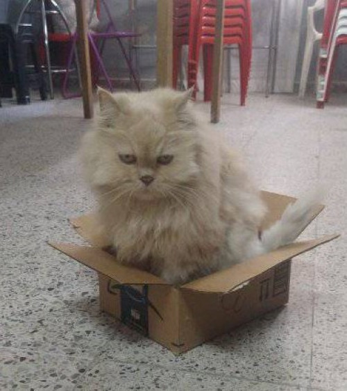 Peludo