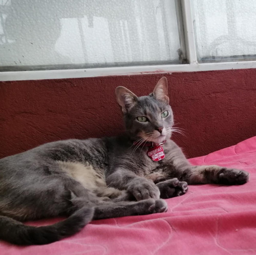 Orión