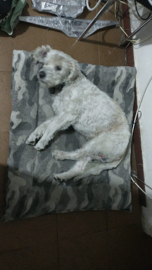 Nicolás