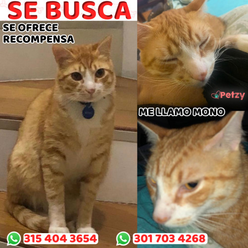 Foto de mascota Mono