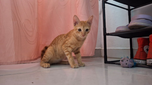 Lilu