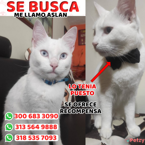 Foto de mascota Aslan