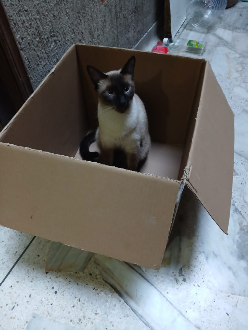 Nico