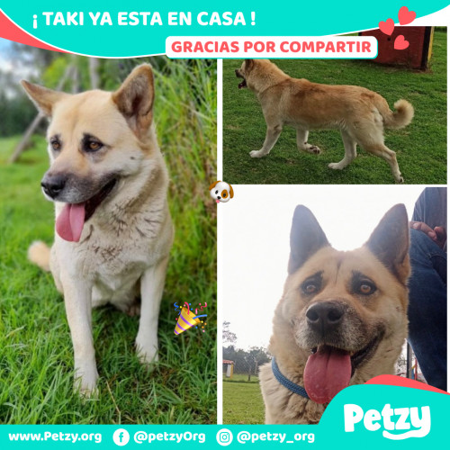 Foto de mascota Taki