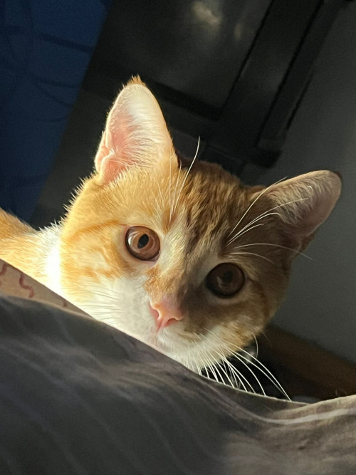 Loky