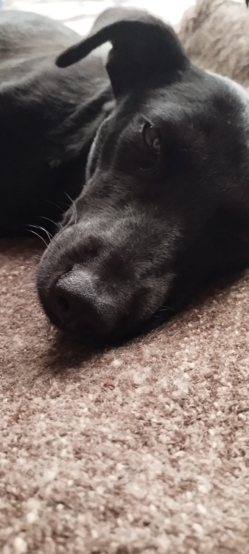 Negrita