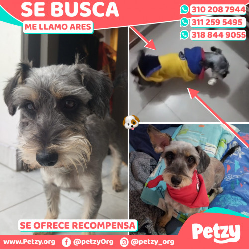 Foto de mascota Ares