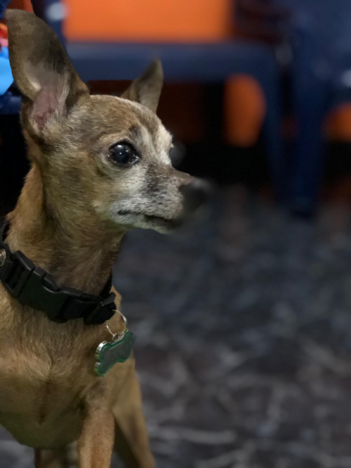 Pepito