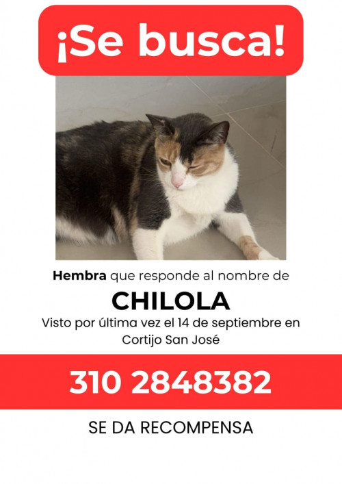 Chilola