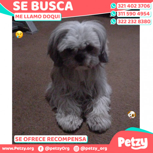 Foto de mascota Doqui