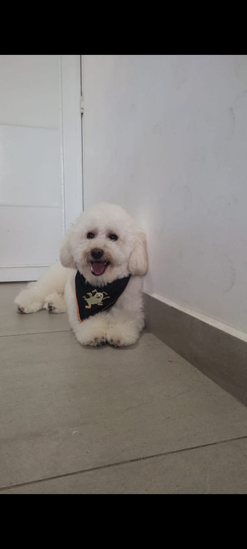 Teddy