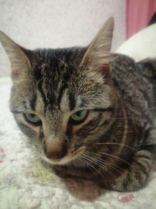 Martina