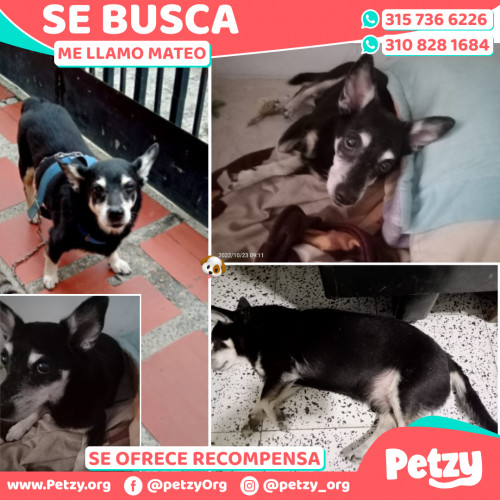 Foto de mascota Mateo