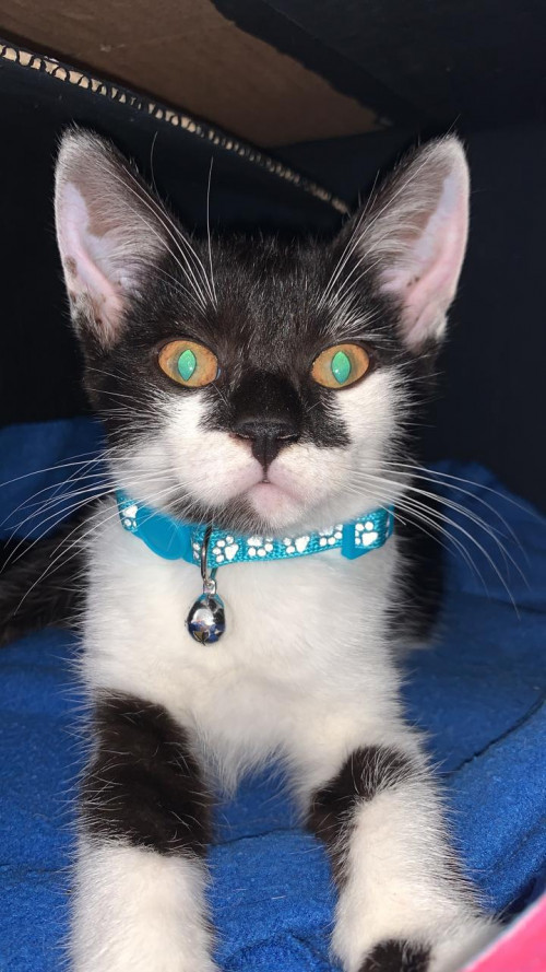 Lulu