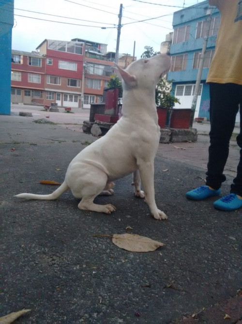 Akamaru