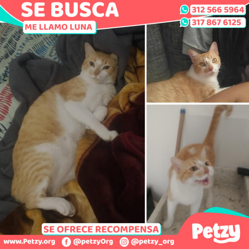 Foto de mascota Luna 