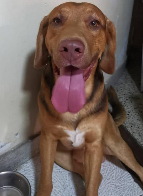 Caramelo