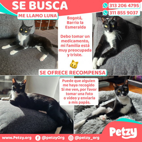 Foto de mascota Luna