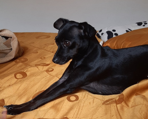 Negra