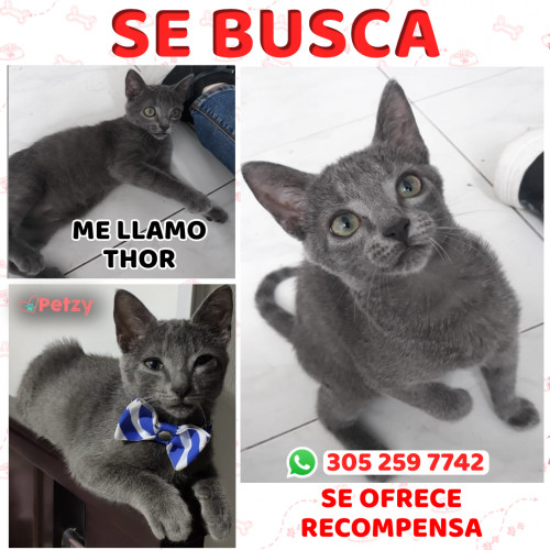 Foto de mascota Thor