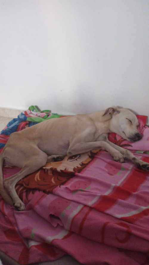 Lulú