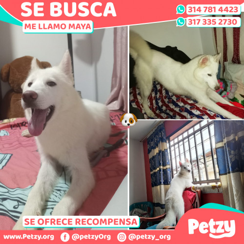 Foto de mascota Maya