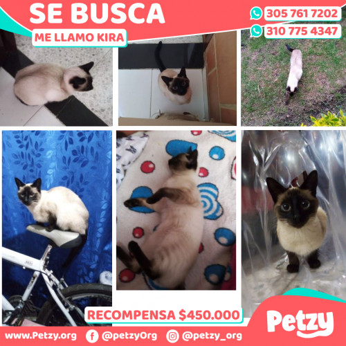 Foto de mascota Kira