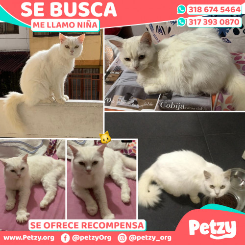 Foto de mascota Niña