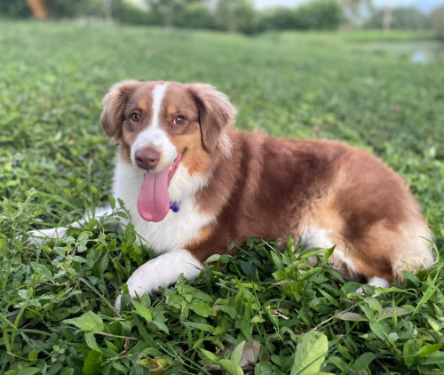 Nala
