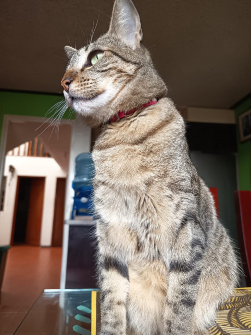 Estrella
