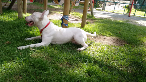 Akamaru