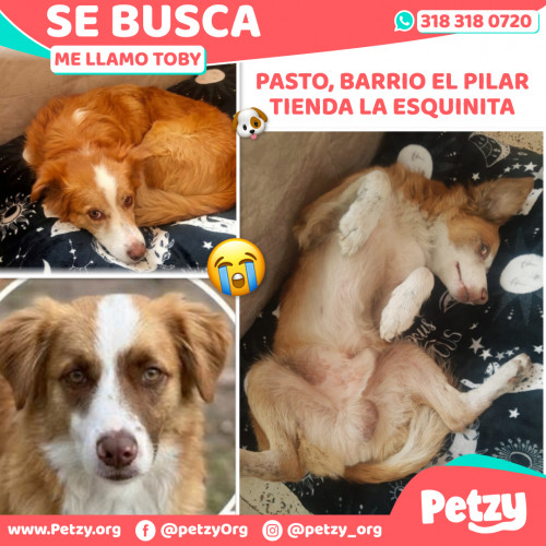 Foto de mascota Toby