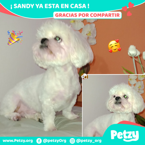Foto de mascota Sandy
