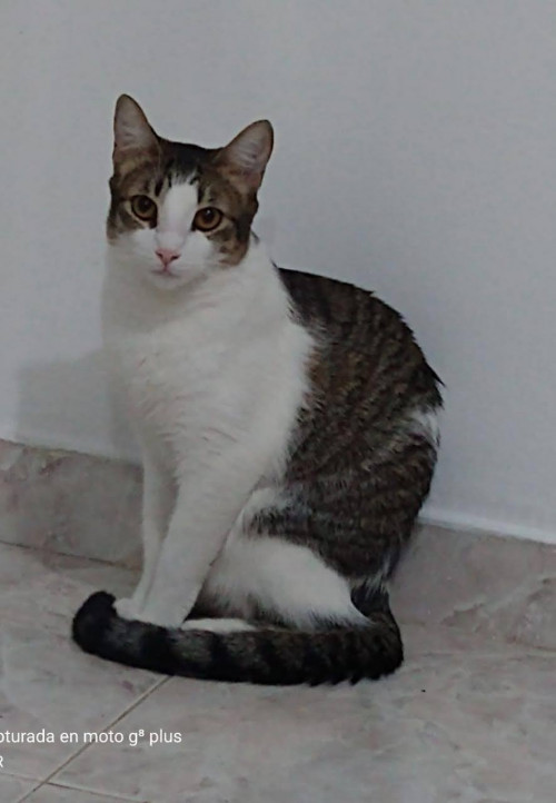 Mili