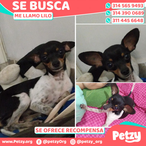 Foto de mascota Lilo