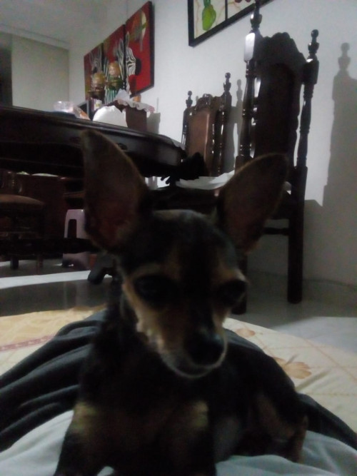 Princesa