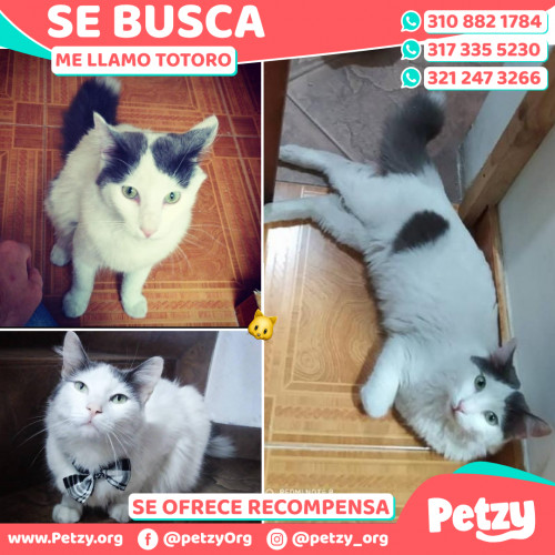 Foto de mascota Totoro