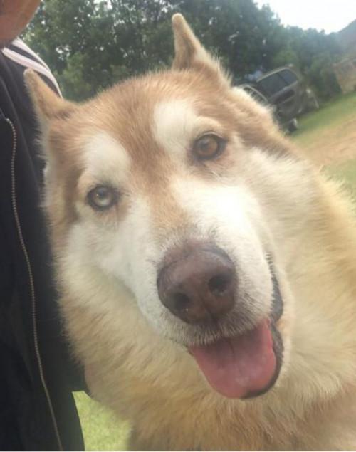Balto