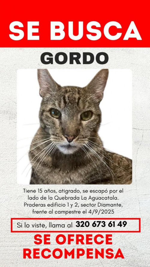 Gordito