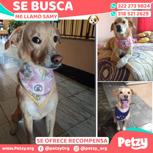 Foto de mascota Samy