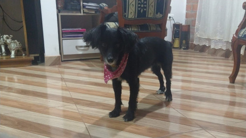 Mapola