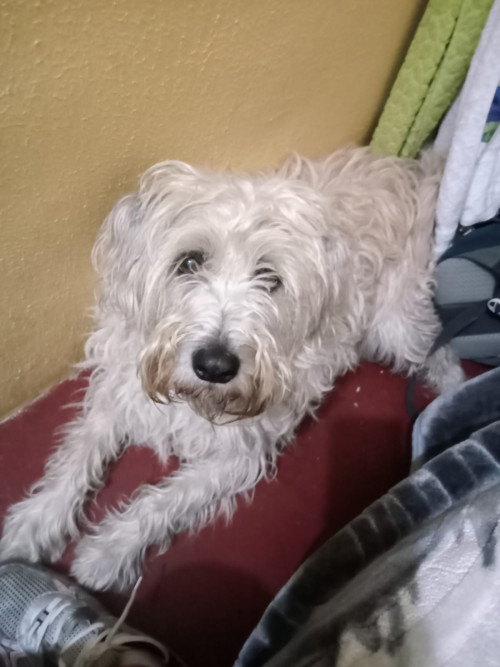 Sacha