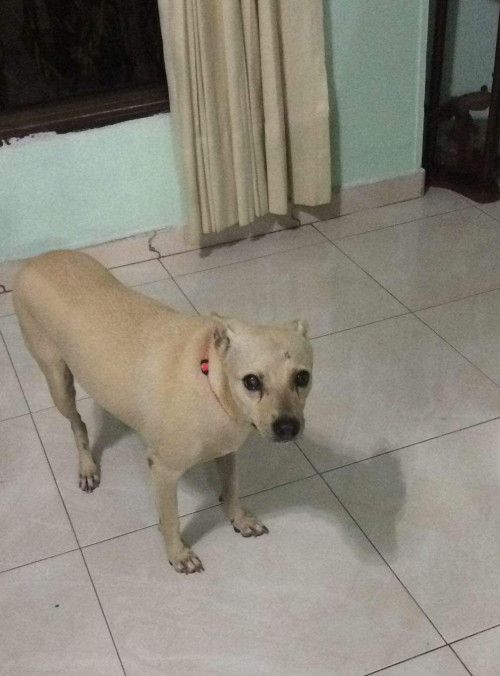Caramelo