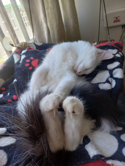 Milú