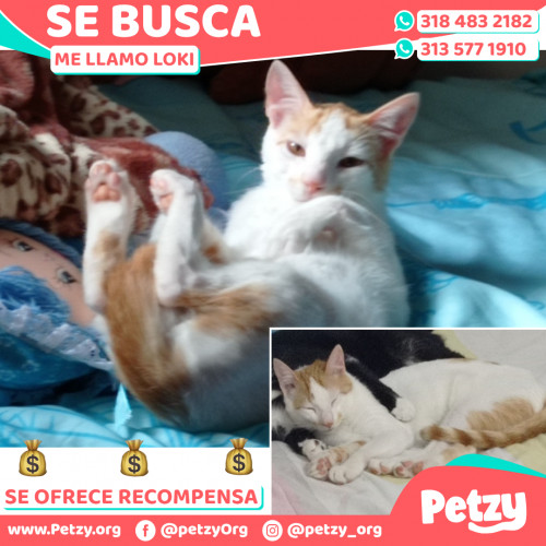 Foto de mascota Loki